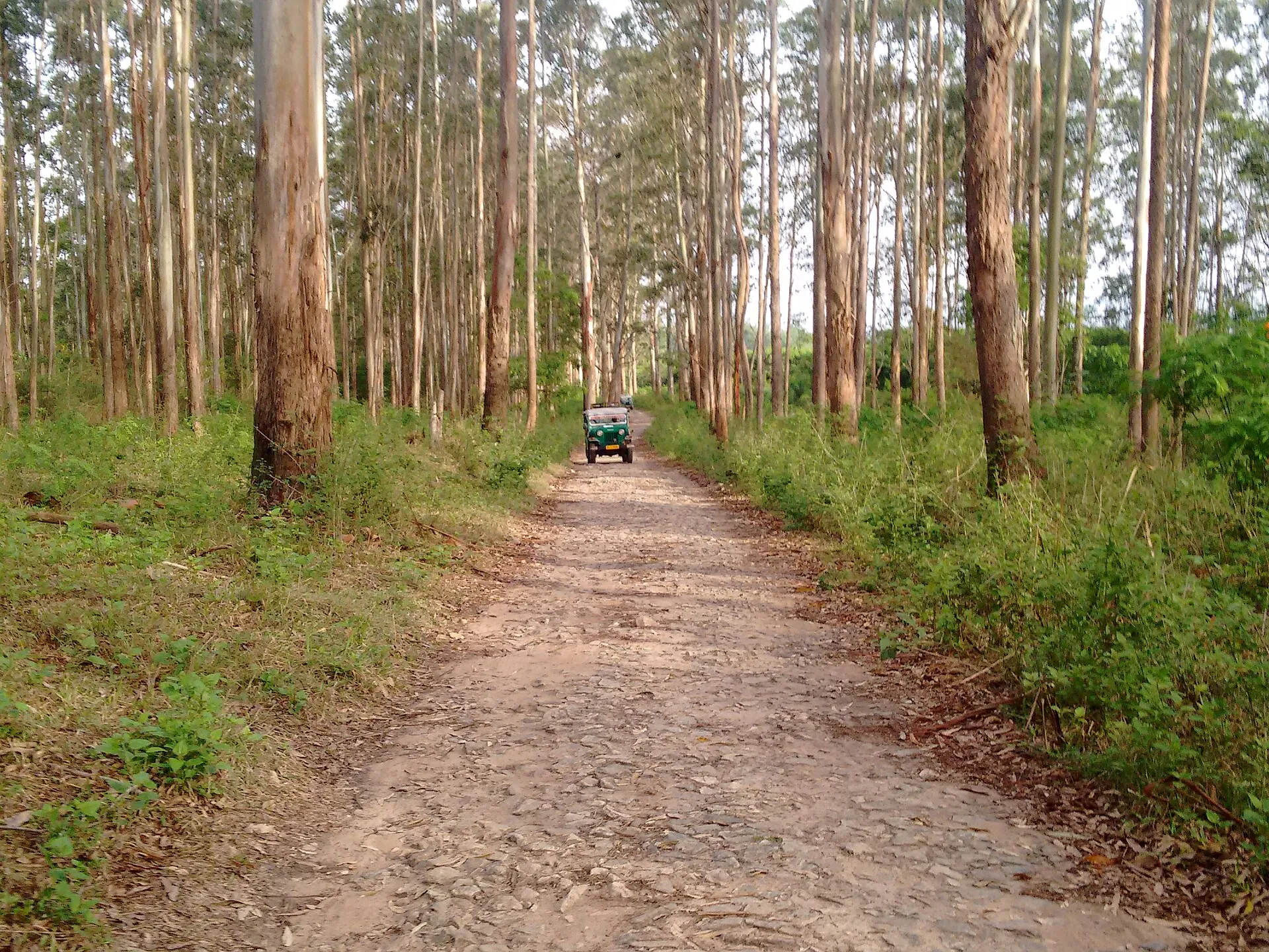 Nature and outdoor experiences near Thekkady